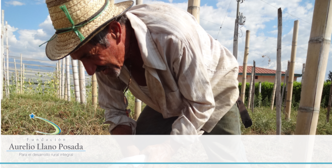 Imagen1 Feliz día del campesino-Fundación Aurelio Llano Posada