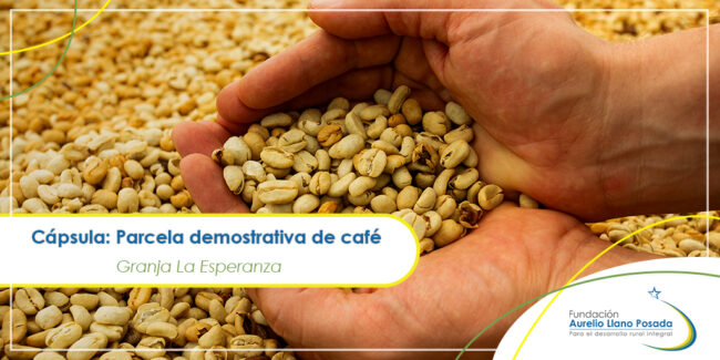 Cápsula-Parcela-demostrativa-de-café Cápsula: Parcela demostrativa de café