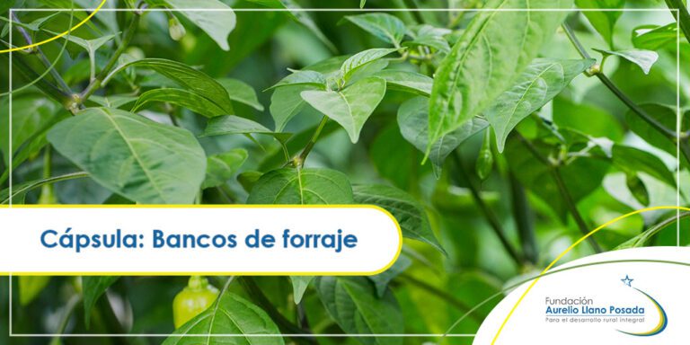 Cápsula-Bancos-de-forraje Cápsula: Bancos de forraje