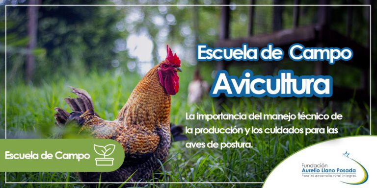 escuela-de-campo-avicultura Escuela de Campo: Avicultura