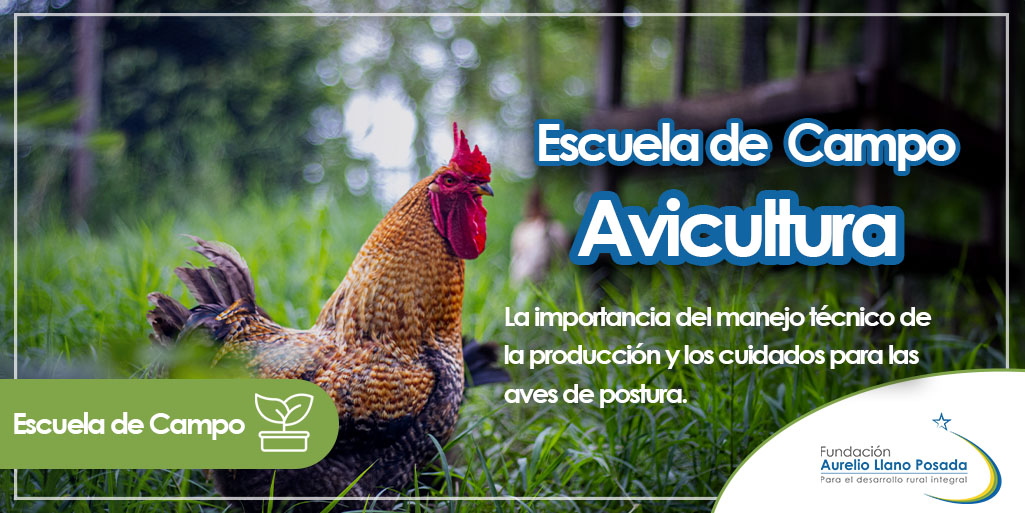 Escuela de Campo: Avicultura